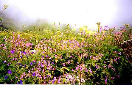 Valley of the flowers